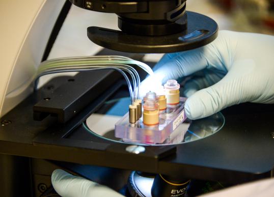 Organ on Chip