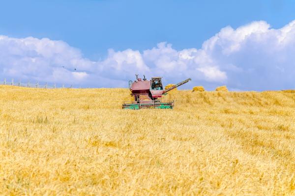 agricultural_machinery_harvester_on_a_wheat_field_on_a_sky_background_landscape_c_adobestock_by_kvdkz_219892492.jpeg