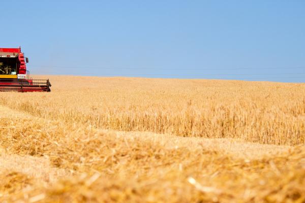 Harvesting of winter cereals 