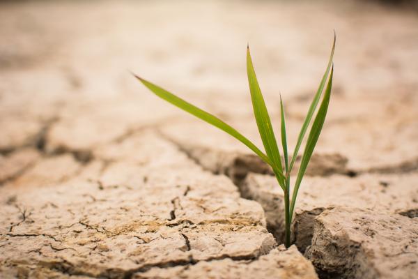 Dry conditions prevailed during the 2023-2023 cereal campaign in Morocco and western Algeria.