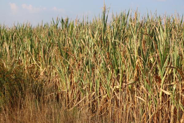 Hot and dry conditions in south-eastern Europe negatively affected the yield potential of rainfed summer crops