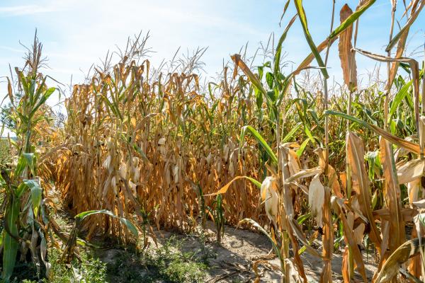 Intense drought severely affected summer crops in Ukraine