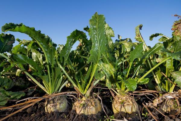 Worsened yield outlook for grain maize and sunflowers