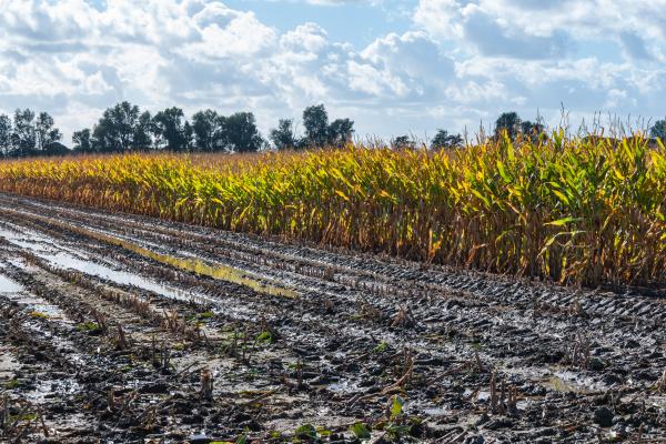 Frequent and heavy rainfall in large parts Europe negatively affected crops and hampered field operations.