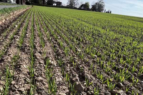 Winter crops on a dry field in northern Germany in April 2025